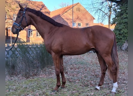 Hanoverian, Gelding, 3 years, 16,2 hh, Chestnut-Red