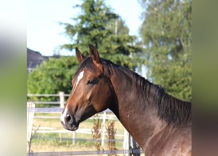 Hanoverian, Gelding, 3 years, 16,3 hh, Bay-Dark