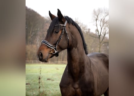 Hanoverian, Gelding, 3 years, 16,3 hh, Bay-Dark