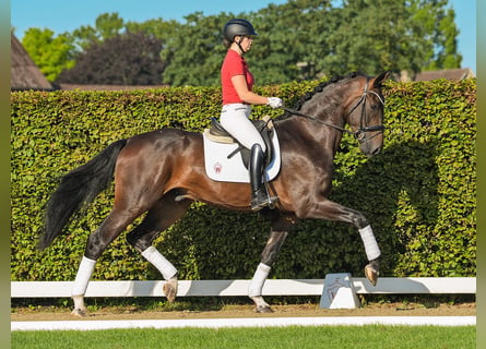 Hanoverian, Gelding, 3 years, 17,1 hh, Smoky-Black