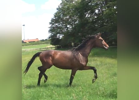 Hanoverian, Gelding, 3 years, 17 hh, Bay-Dark