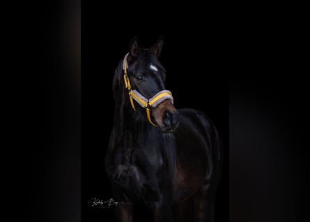 Hanoverian, Gelding, 3 years, 17 hh, Black