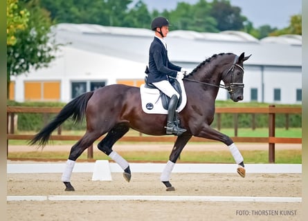Hanoverian, Gelding, 3 years, 17 hh, Black