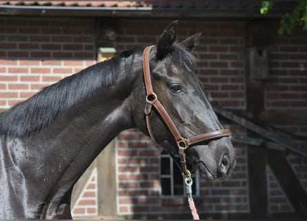 Hanoverian, Gelding, 3 years, 17 hh, Black