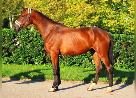 Hanoverian, Gelding, 3 years, 17 hh, Brown