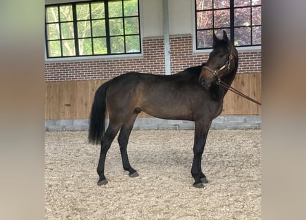 Hanoverian, Gelding, 3 years, 17 hh, Brown