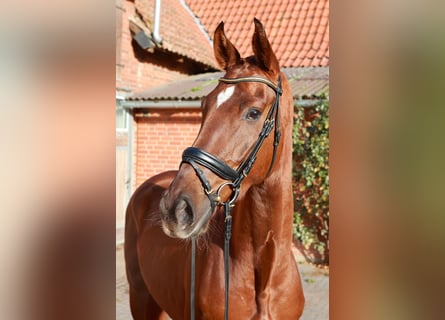Hanoverian, Gelding, 3 years, 17 hh, Chestnut-Red