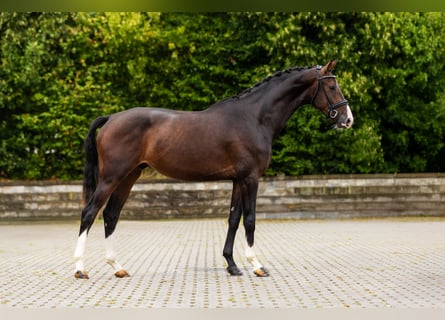 Hanoverian, Gelding, 3 years, Bay-Dark