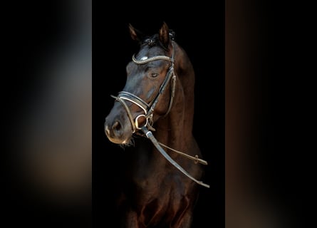 Hanoverian, Gelding, 3 years, Black