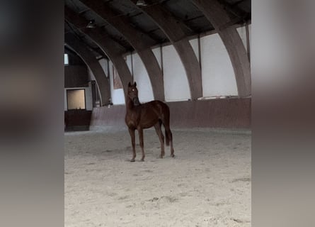 Hanoverian, Gelding, 3 years, Chestnut