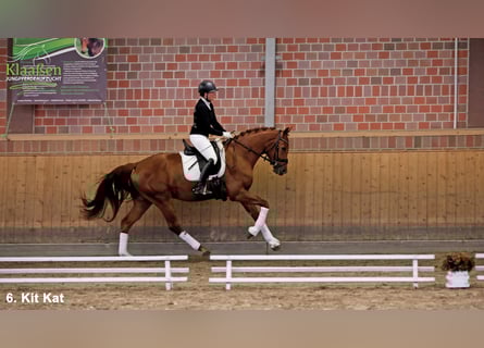 Hanoverian, Gelding, 3 years, Chestnut-Red