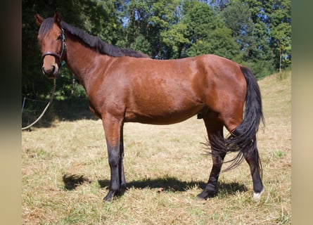 Hanoverian, Gelding, 4 years, 15.2 hh, Brown