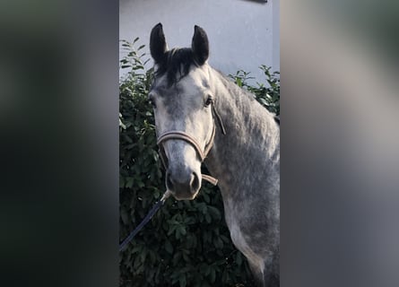 Hanoverian, Gelding, 4 years, 15.2 hh, Gray