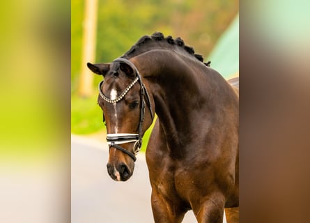 Hanoverian, Gelding, 4 years, 16.1 hh, Bay-Dark