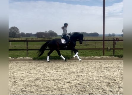 Hanoverian, Gelding, 4 years, 16.1 hh, Bay-Dark