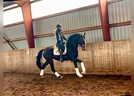 Hanoverian, Gelding, 4 years, 16,1 hh, Bay-Dark