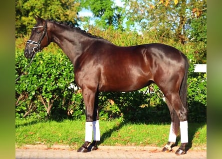 Hanoverian, Gelding, 4 years, 16,1 hh, Black