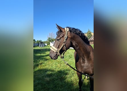 Hanoverian, Gelding, 4 years, 16.1 hh, Black