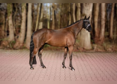 Hanoverian, Gelding, 4 years, 16.1 hh, Black