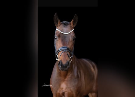 Hanoverian, Gelding, 4 years, 16,1 hh, Brown