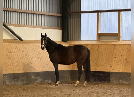 Hanoverian, Gelding, 4 years, 16.1 hh, Brown