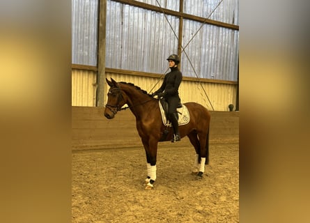 Hanoverian, Gelding, 4 years, 16,1 hh, Brown