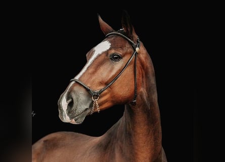 Hanoverian, Gelding, 4 years, 16,1 hh, Brown