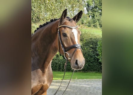 Hanoverian, Gelding, 4 years, 16,1 hh, Brown