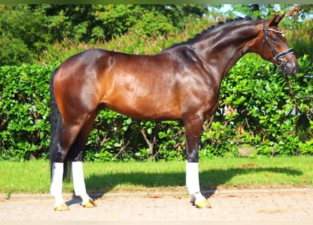 Hanoverian, Gelding, 4 years, 16,1 hh, Brown