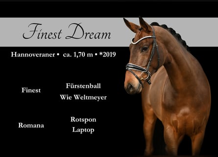 Hanoverian, Gelding, 4 years, 16.1 hh, Brown