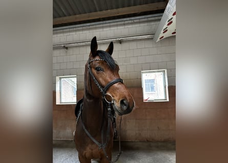 Hanoverian, Gelding, 4 years, 16,1 hh, Brown