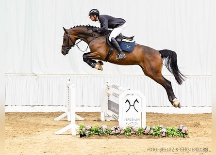 Hanoverian, Gelding, 4 years, 16,1 hh, Brown