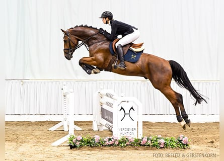 Hanoverian, Gelding, 4 years, 16,1 hh, Brown