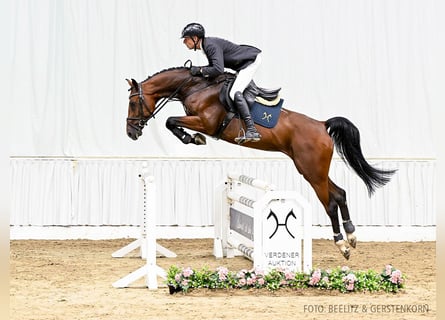 Hanoverian, Gelding, 4 years, 16,1 hh, Brown