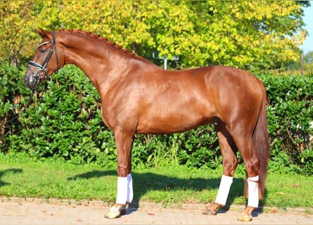 Hanoverian, Gelding, 4 years, 16,1 hh, Chestnut