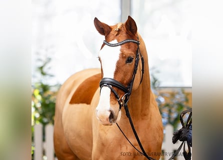 Hanoverian, Gelding, 4 years, 16,1 hh, Chestnut