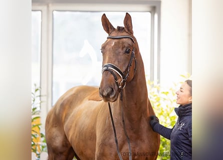 Hanoverian, Gelding, 4 years, 16,1 hh, Chestnut