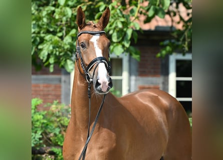 Hanoverian, Gelding, 4 years, 16,1 hh, Chestnut-Red