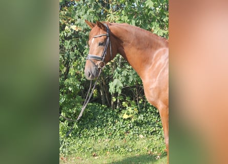 Hanoverian, Gelding, 4 years, 16.1 hh, Chestnut-Red Hanoverian, Gelding, 4 years, 16.1 hh, Chestnut-Red