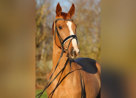 Hanoverian, Gelding, 4 years, 16,1 hh, Chestnut-Red