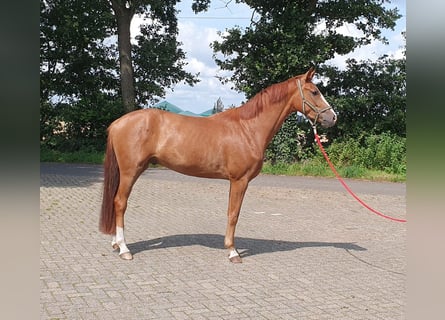 Hanoverian, Gelding, 4 years, 16,1 hh, Chestnut-Red