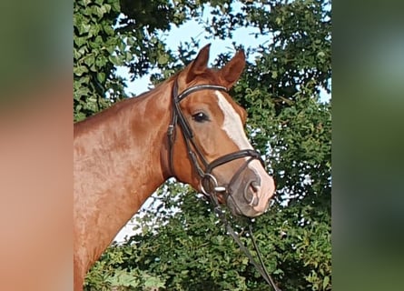 Hanoverian, Gelding, 4 years, 16,1 hh, Chestnut-Red