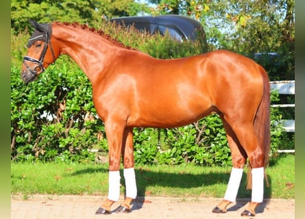 Hanoverian, Gelding, 4 years, 16,1 hh, Chestnut-Red