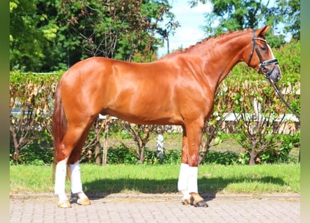 Hanoverian, Gelding, 4 years, 16,1 hh, Chestnut-Red