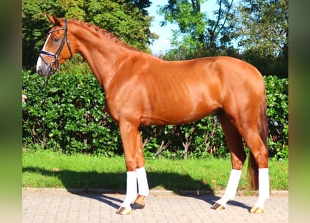 Hanoverian, Gelding, 4 years, 16,1 hh, Chestnut-Red