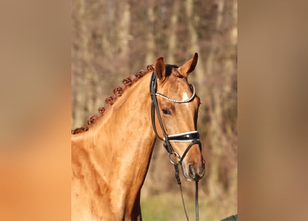 Hanoverian, Gelding, 4 years, 16,1 hh, Chestnut-Red