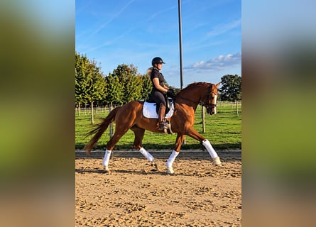 Hanoverian, Gelding, 4 years, 16.1 hh, Chestnut-Red