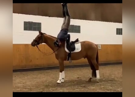 Hanoverian, Gelding, 4 years, 16,1 hh, Chestnut-Red