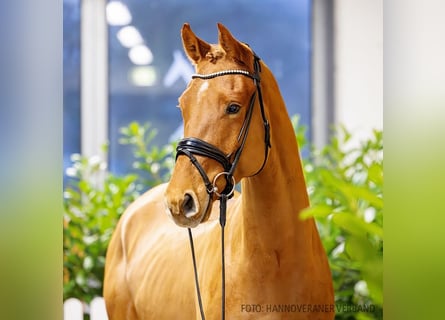 Hanoverian, Gelding, 4 years, 16,1 hh, Chestnut-Red