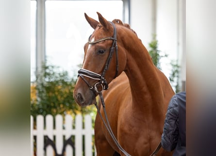 Hanoverian, Gelding, 4 years, 16.1 hh, Chestnut-Red